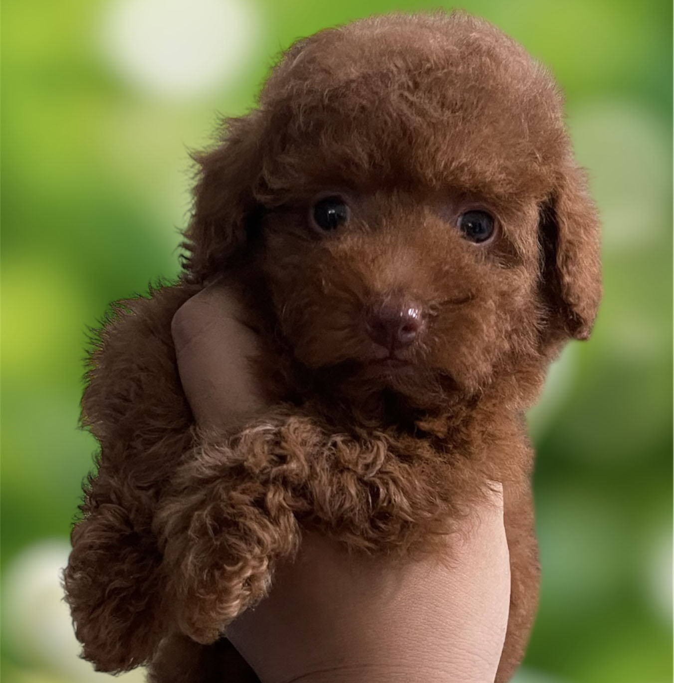 Siêu Phẩm Mũi Hồng Poodle Nâu Đỏ